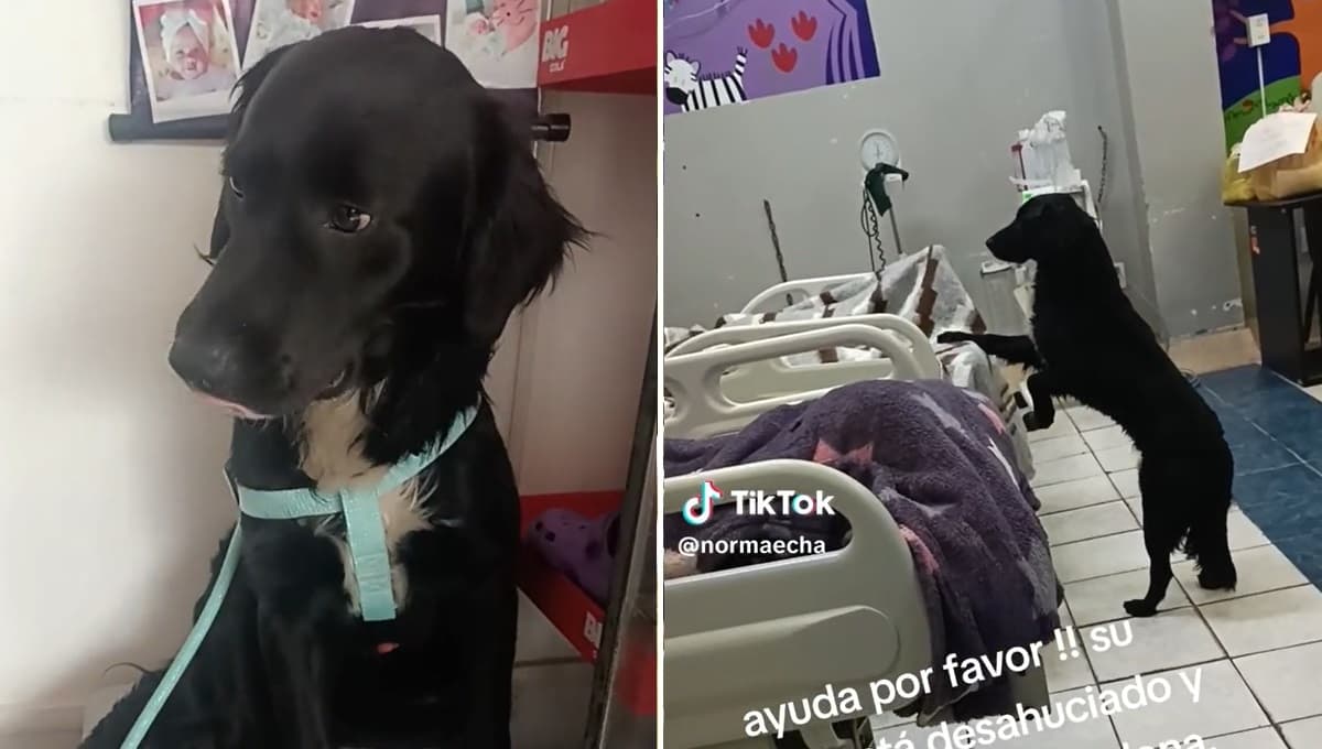 Hombre a punto de morir pide como última voluntad que adopten a su perro