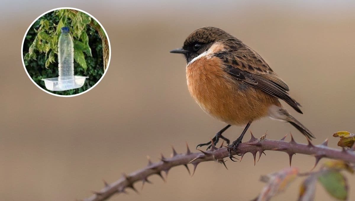 ¿Cómo hacer un bebedero fácil para pájaros en el jardín? | Paso a paso