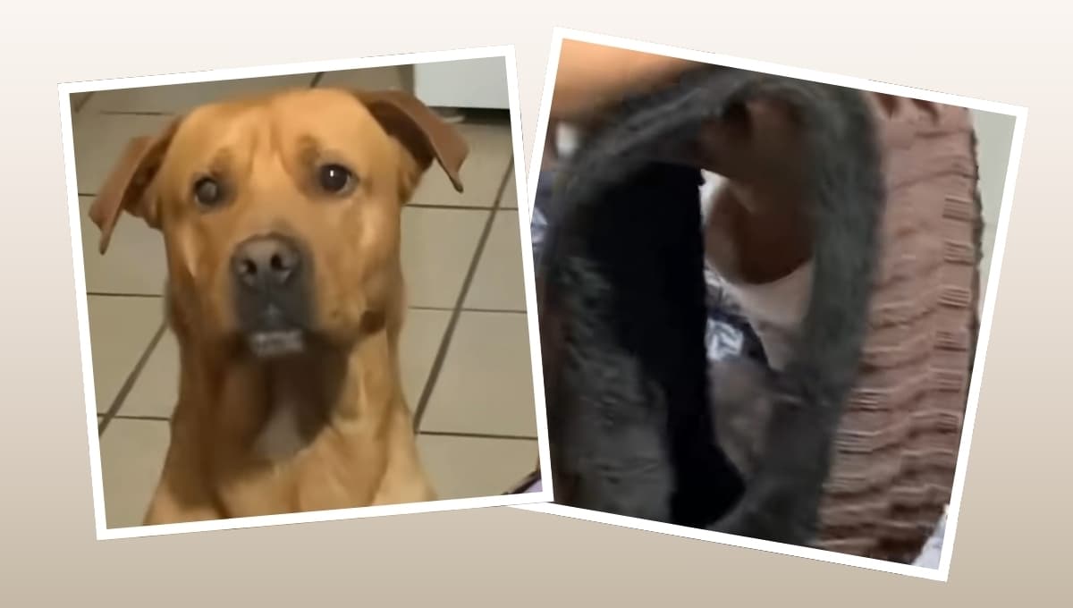 La reacción viral de un perro que le quitan su bufanda favorita