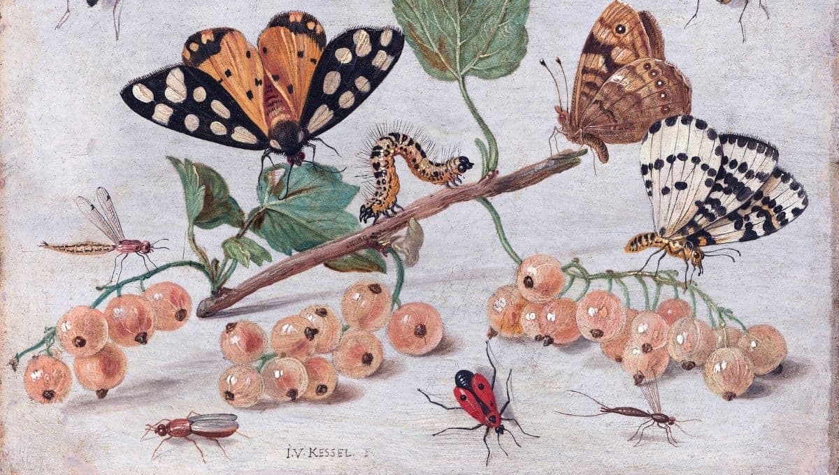 Los insectos que puedes tener como mascotas