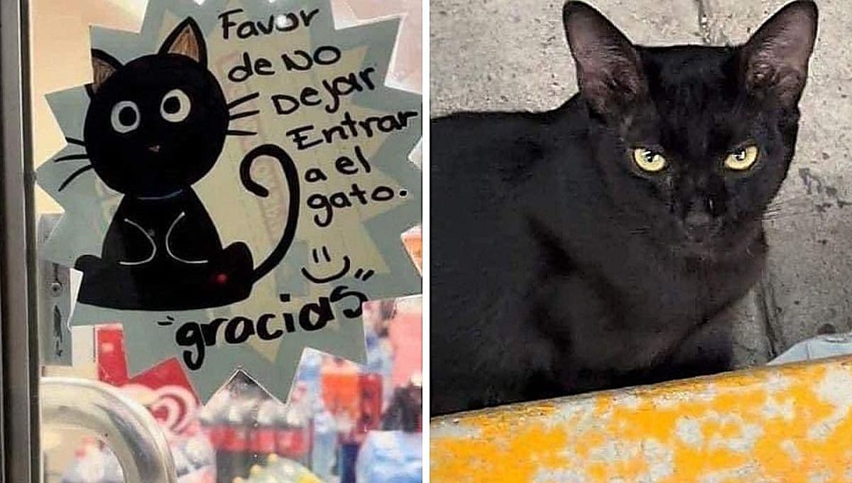 Prohíben entrada a gato al OXXO por deuda de 450 pesos en croquetas