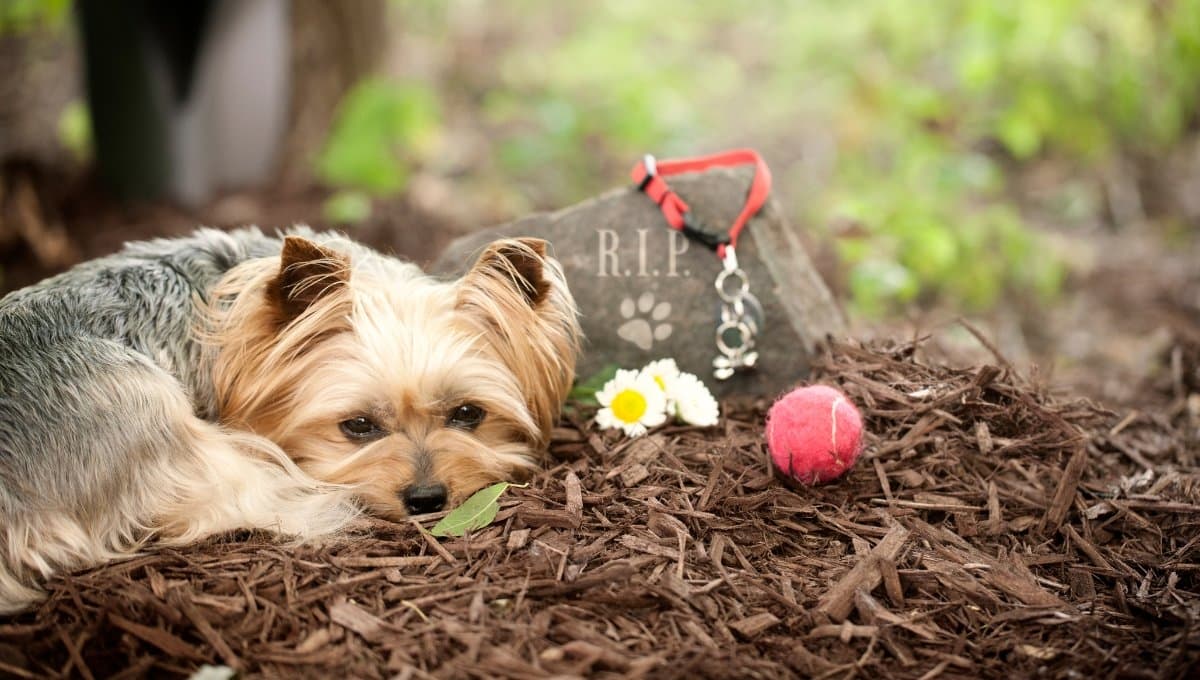 ¿Cómo despedirte de tu mascota cuando muere?