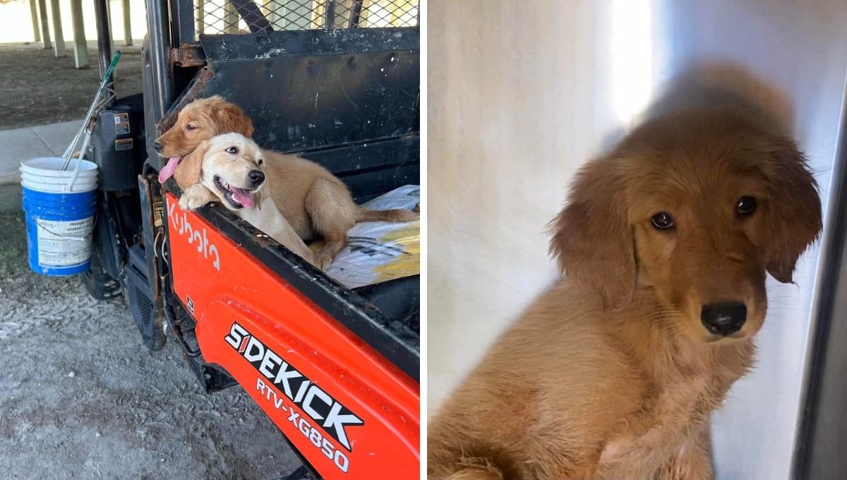 Así es como seis perros perdidos encontraron casa en tiempo récord
