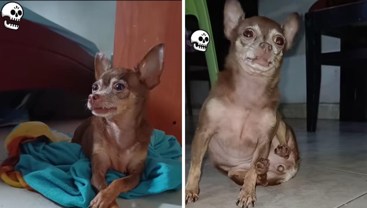 Mujer presume a mascota que ganó en rifa en 1995