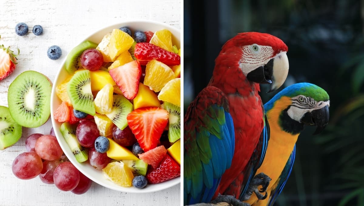 ¿Qué darle de comer a un loro para que hable?