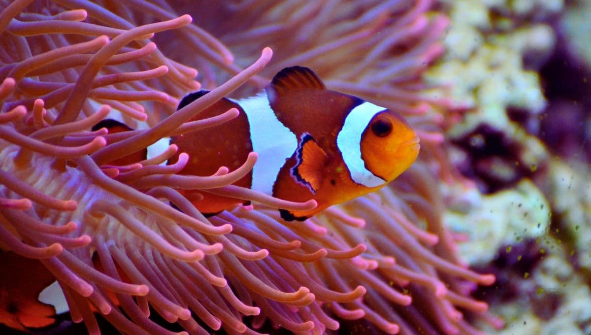 El dato que no sabías del pez payaso, la especie de Nemo