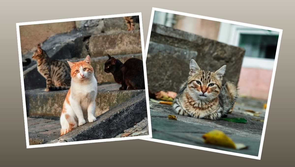 ¿Qué hacer si mi gato quiere salir a la calle?