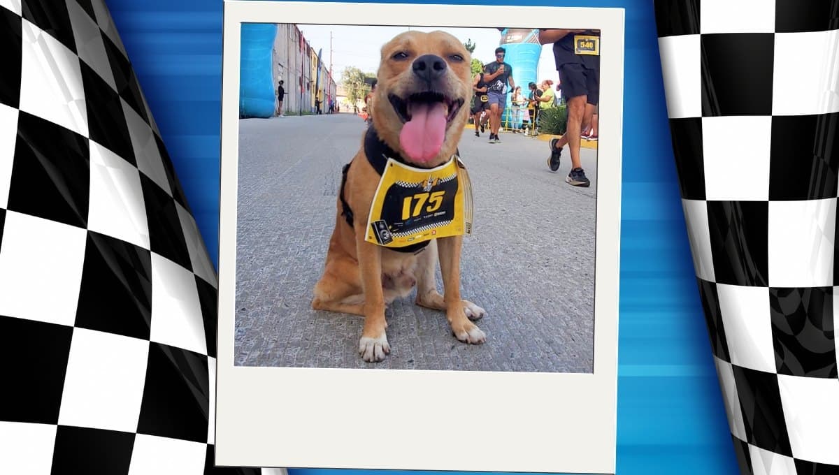 Así fue como Chicles, el perro maratonista, anunció su retiro de las competencias
