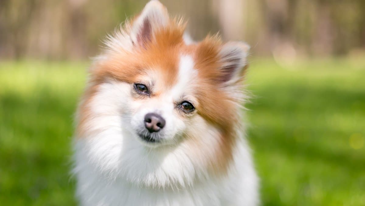 La razón por la que tu perro ladea la cabeza cuando le hablas
