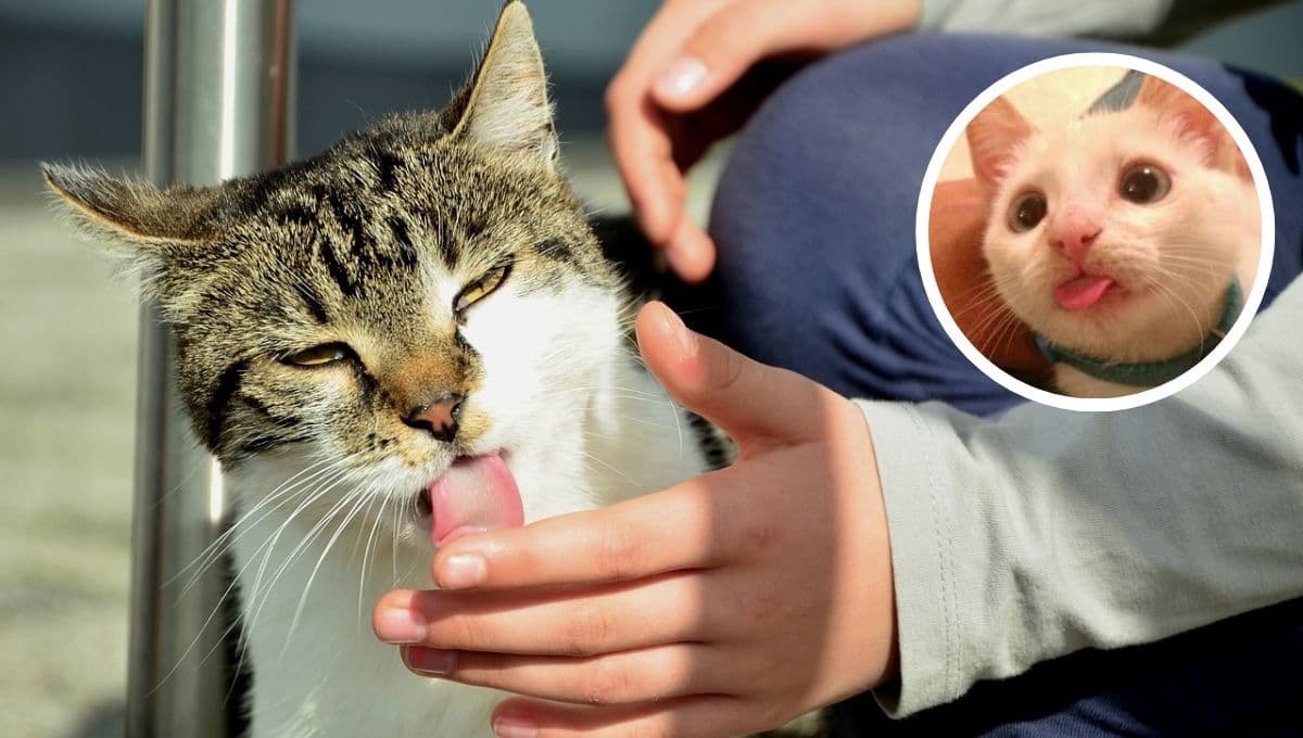 ¿Qué significa que un gato te lama la cara y por qué es lo mejor que te puede pasar?