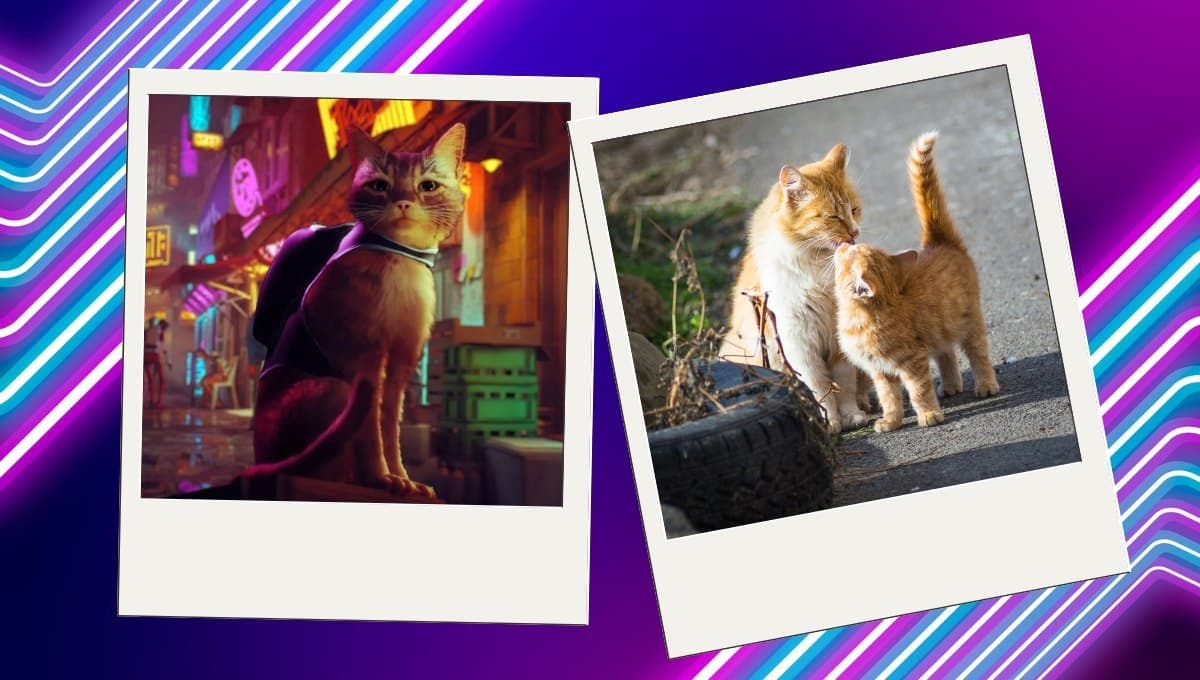 Conoce el videojuego de un gatito que ayuda a los ‘michis’ en la vida real