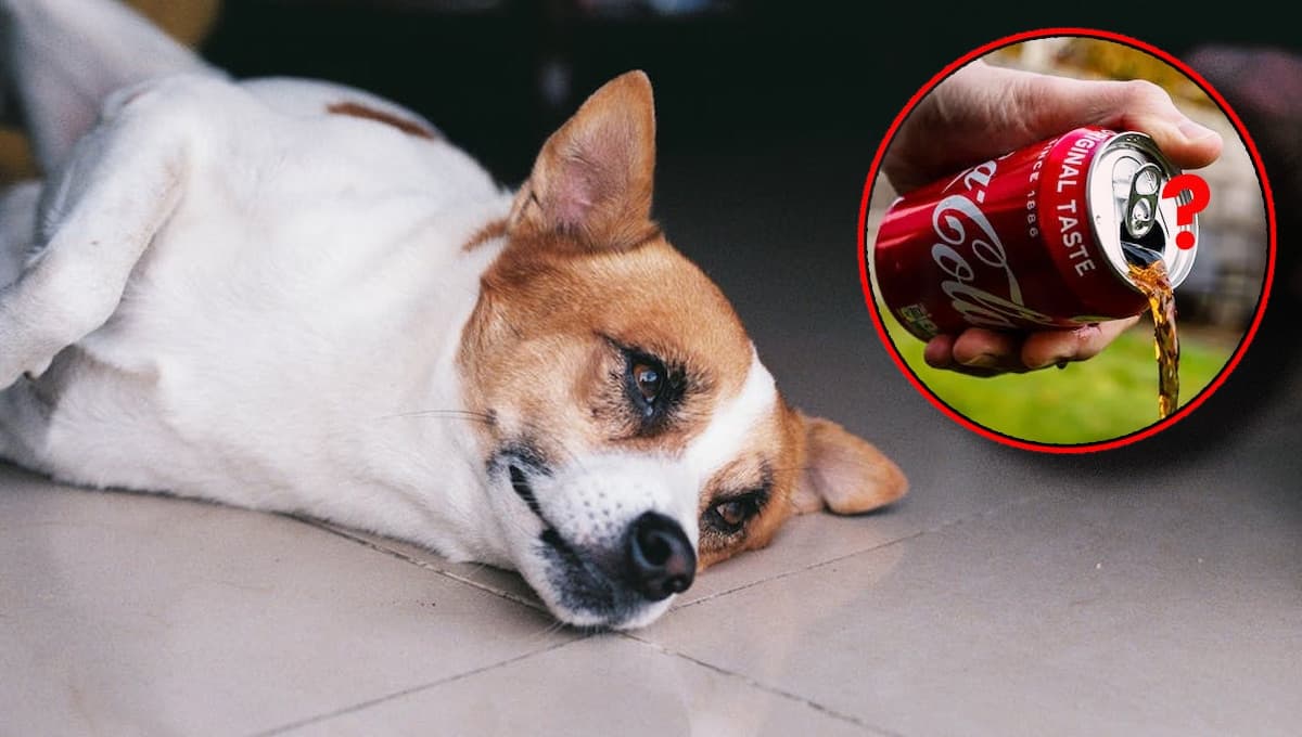 ¿Qué pasa si le doy Coca-Cola a mi perro?