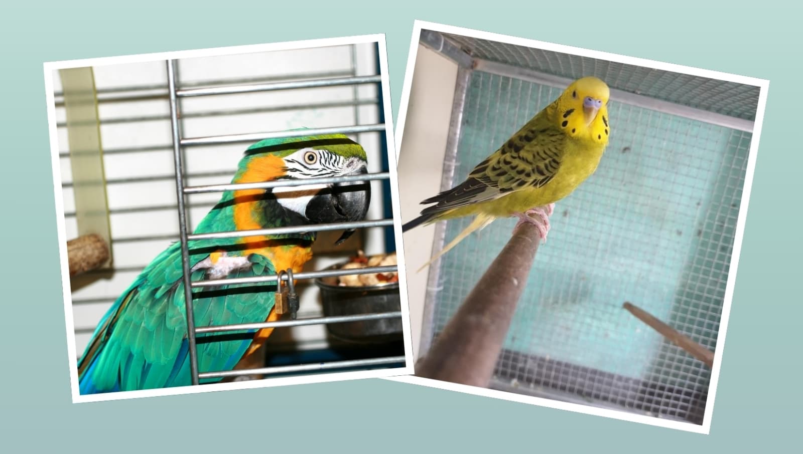 ¿Por qué mi loro respira muy rápido? 3 razones que lo responden