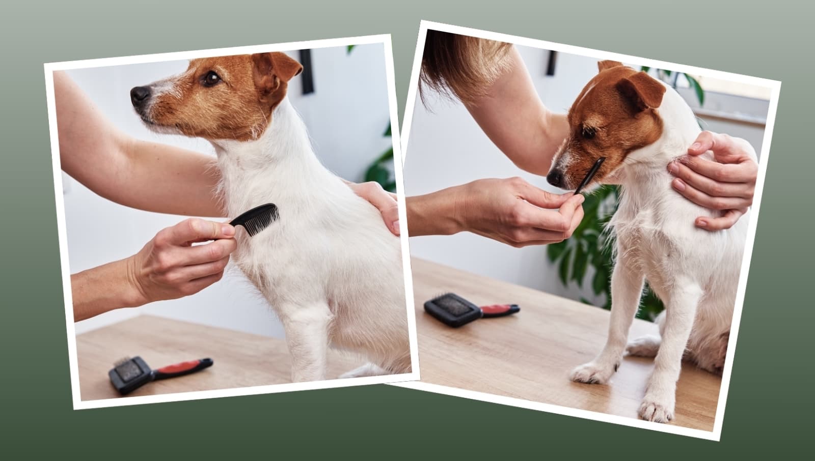 Esto es lo que debes saber sobre el grooming en perros