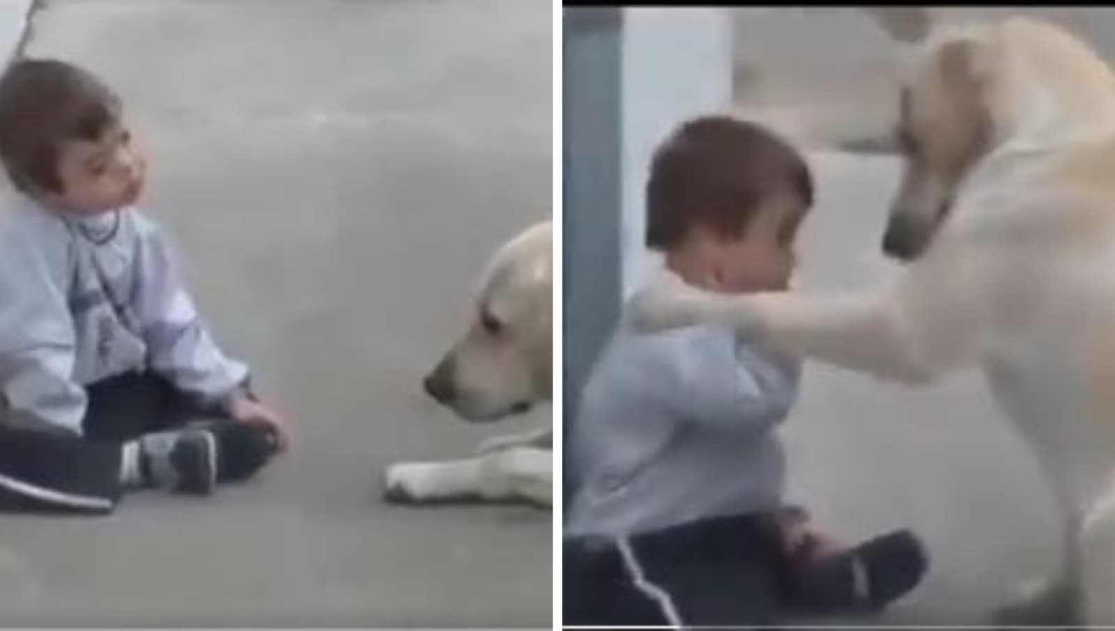 Perrito se vuelve en el mejor amigo de un niño con Síndrome de Down