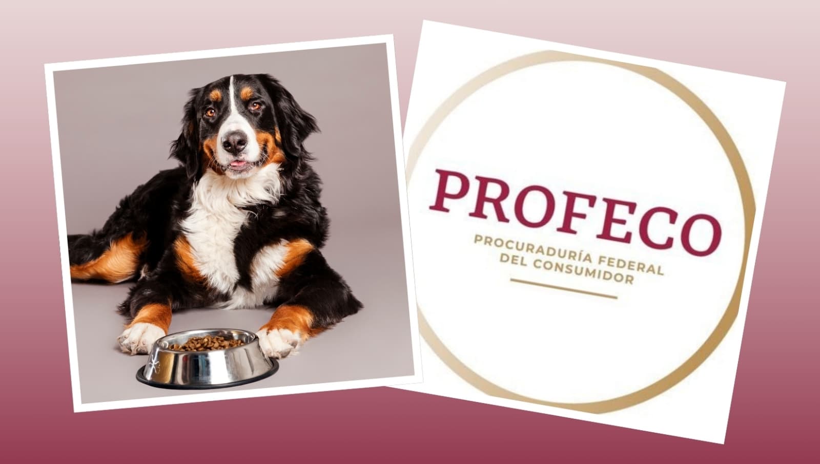 Profeco revela por fin la mejor marca de croquetas para perro