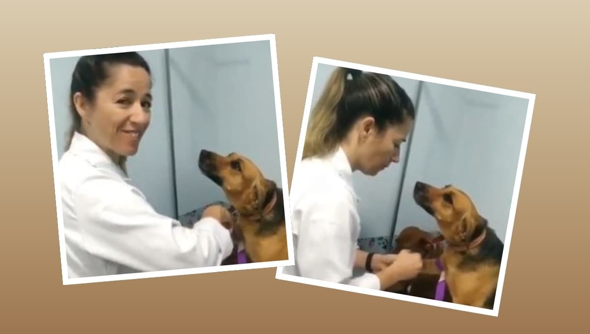 Perrito enternece con reacción al ir al veterinario