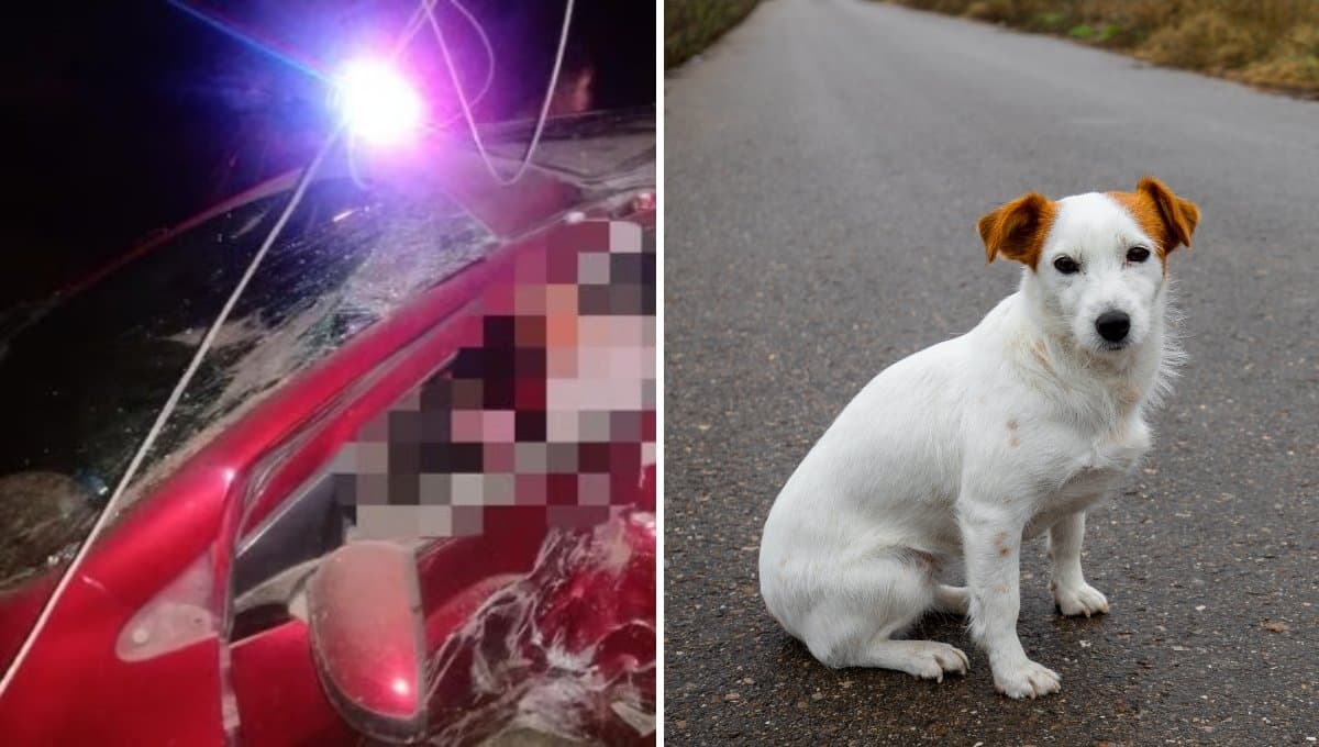 Mujer muere tras evitar atropellar a un perrito