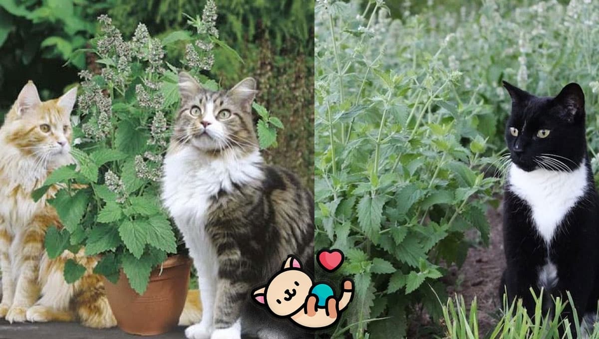 ¿Qué es el catnip para gatos y para qué sirve?