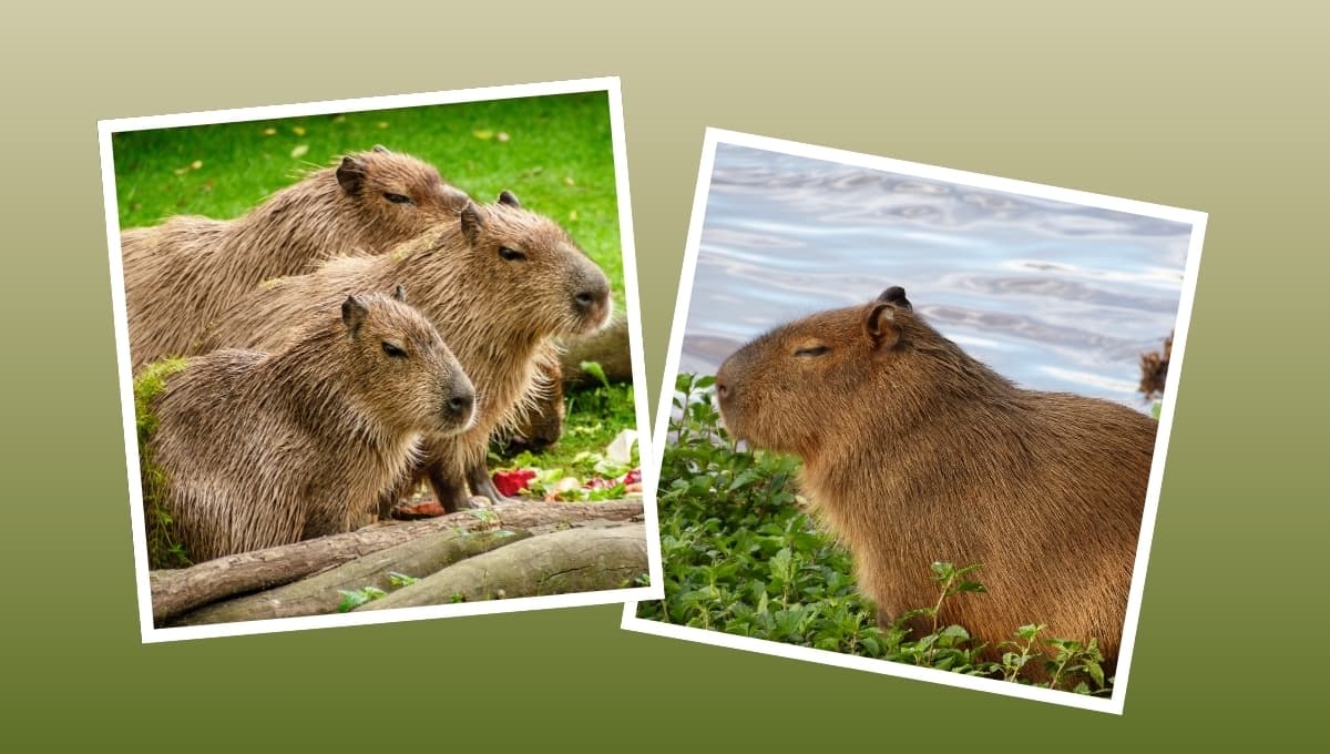 ¿Es bueno o malo tener un capibara como mascota?