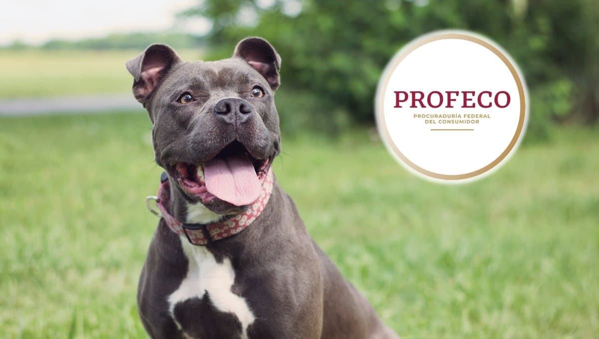 ¿Qué tan buenas son las croquetas Pedigree para perro?