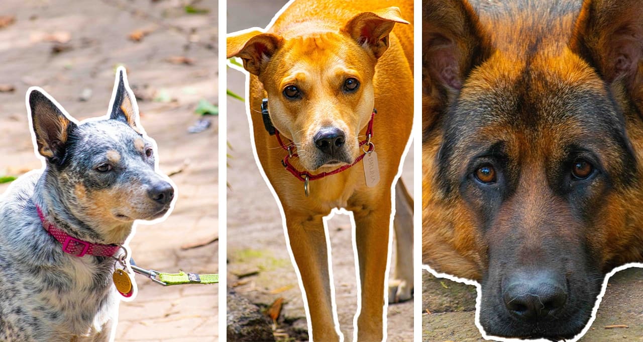10 fotos de perritos bonitos y adorables