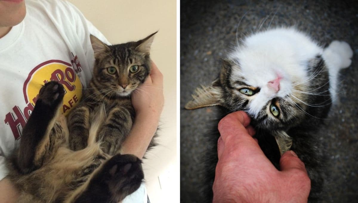 5 características de un gato que te eligió a ti como su dueño