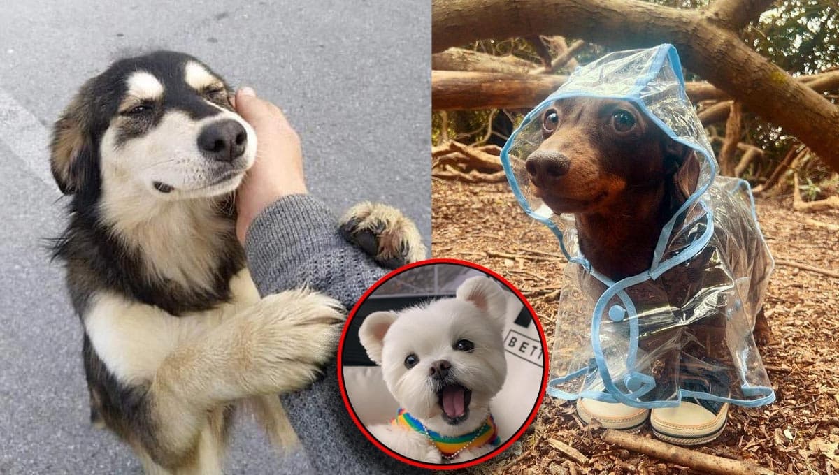 5 nombres bonitos para perros que significan felicidad