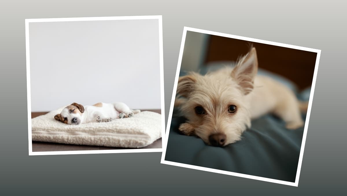 Tutorial para enseñarle a tu perro a dormir en su camita