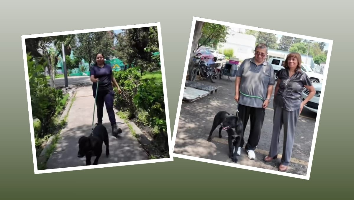 Así fue adoptada una perrita en la Central de Abastos: VIDEO