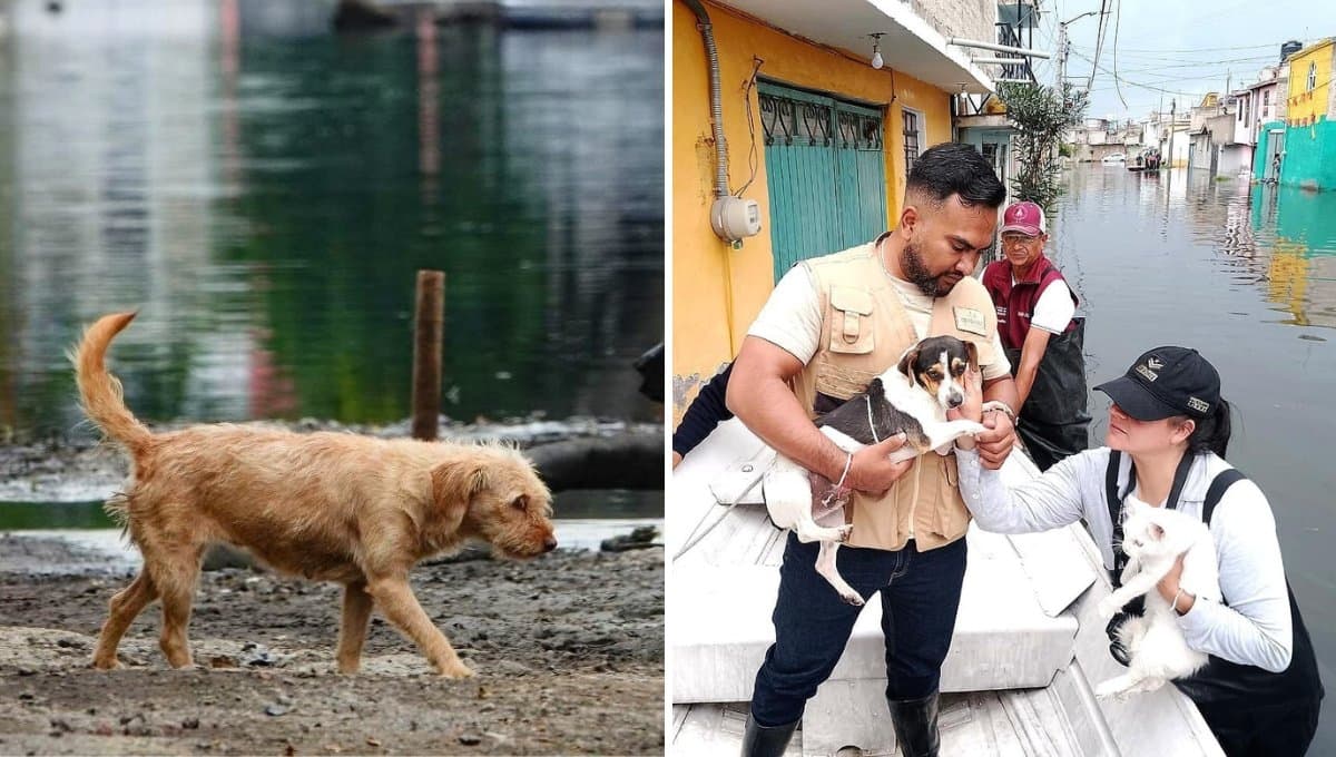 Así viven las mascotas en medio de las inundaciones en Chalco