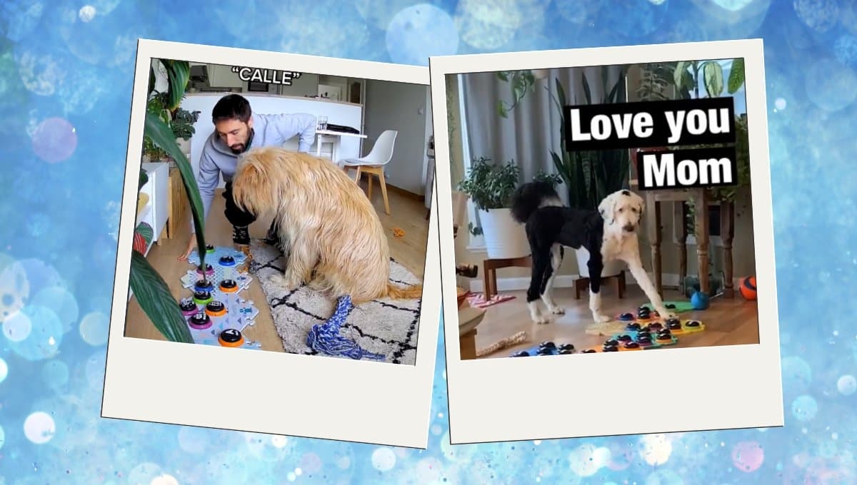 Los perros entienden las palabras de sus dueños; así es el trend de TikTok