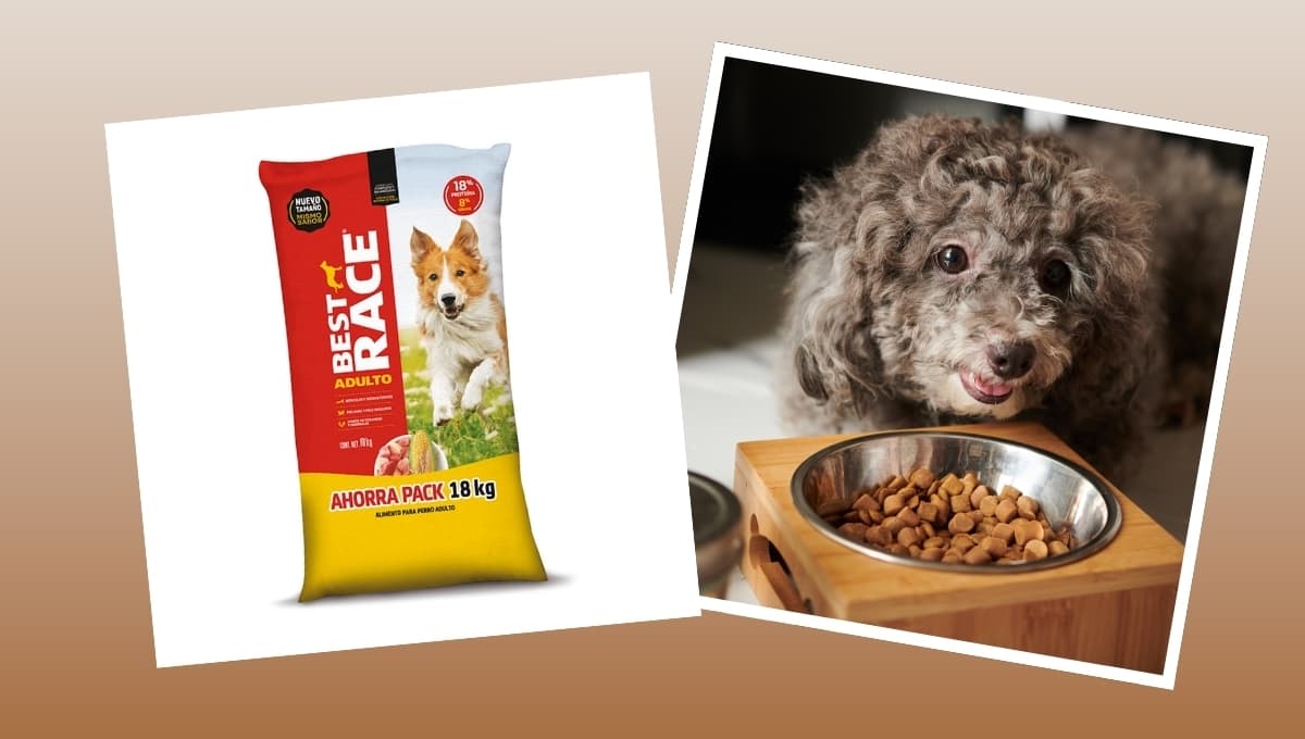 Best Race: ¿Qué tan buenas son las croquetas para perro?