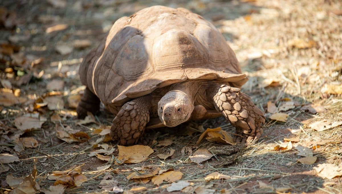 Esta es la manera en que debes alimentar a tu tortuga