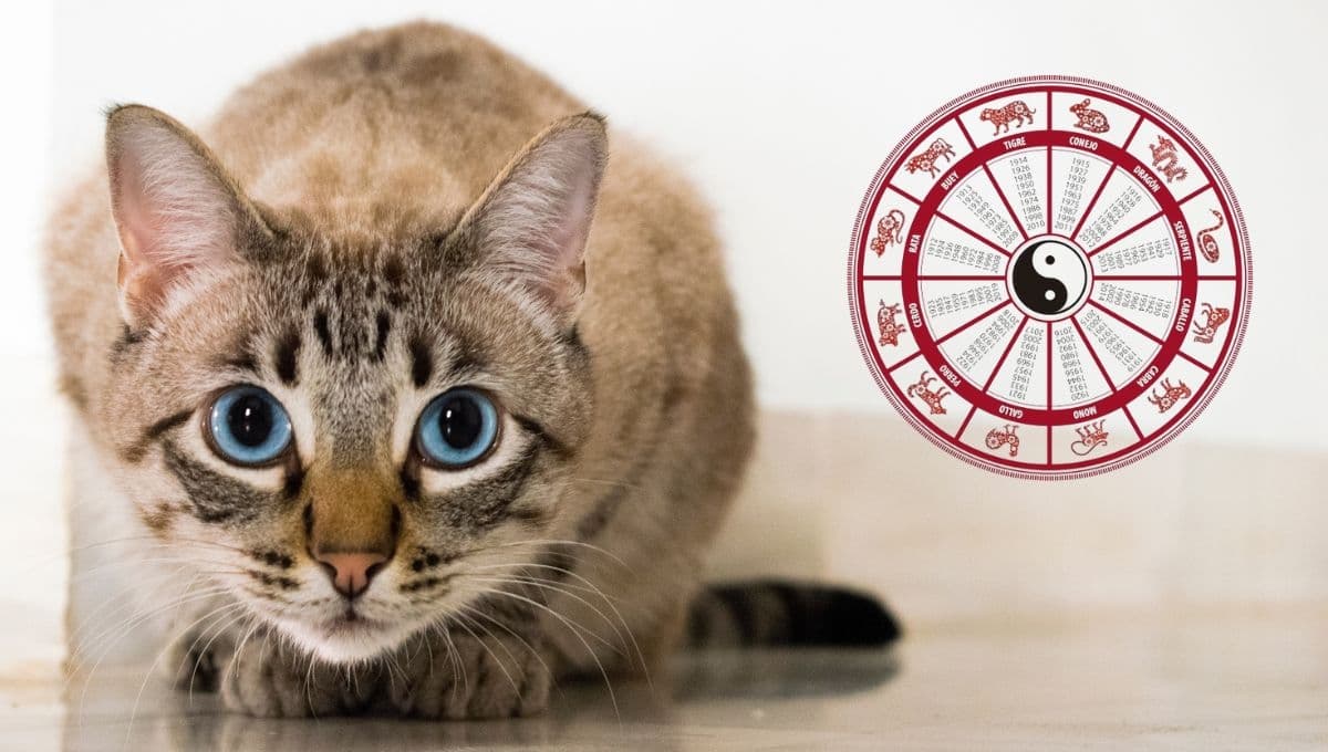 Conoce la razón por la que el gato no está en el horóscopo chino