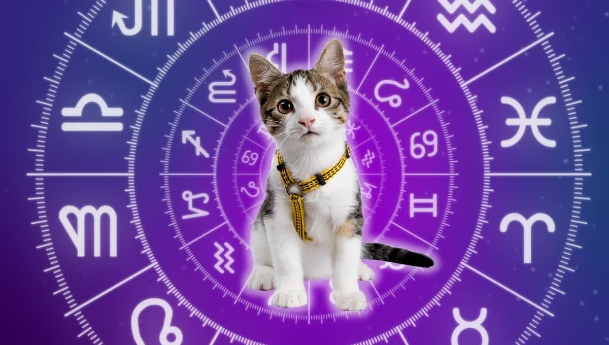 Horóscopo de tu gato: Las predicciones para tu michi hoy martes 3 septiembre