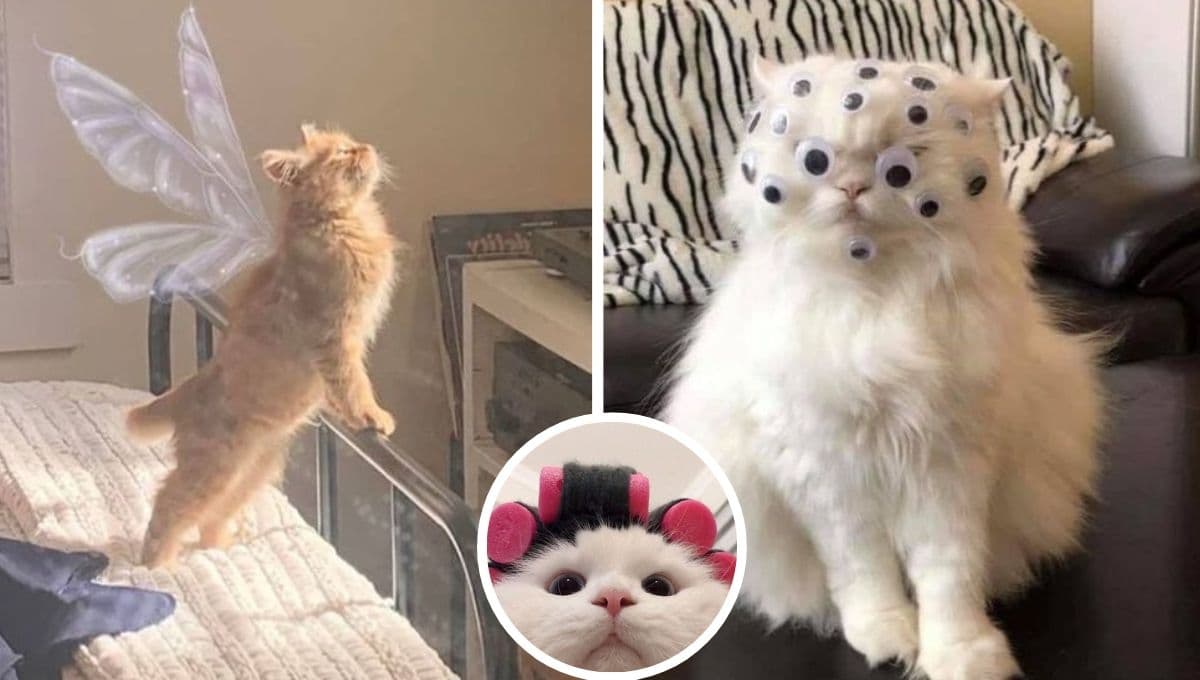5 FOTOS de gatos random para poner de perfil en WhatsApp