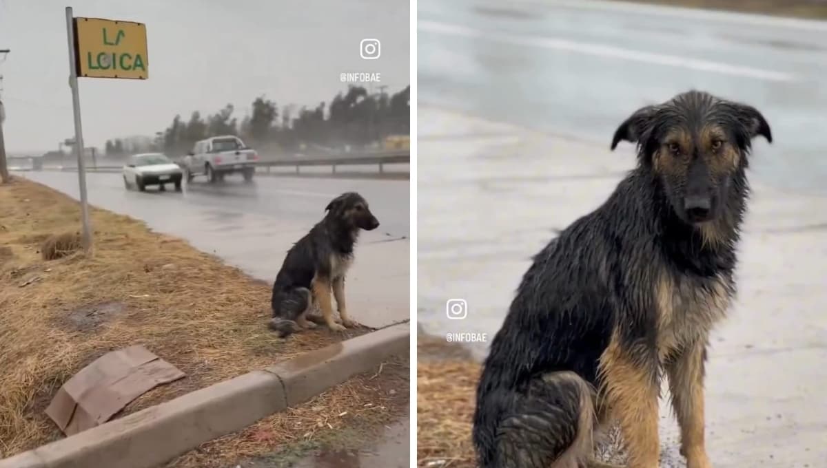 VIDEO: Abandonan a perro y se queda 3 horas en la lluvia