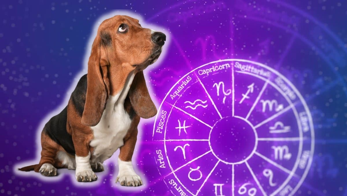 Horóscopo de tu perro: Las predicciones para tu lomito hoy martes 3 septiembre