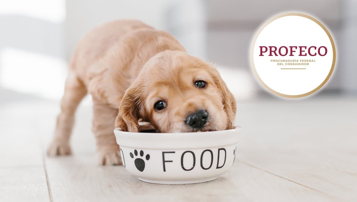Profeco: Estas son las mejores croquetas para perro