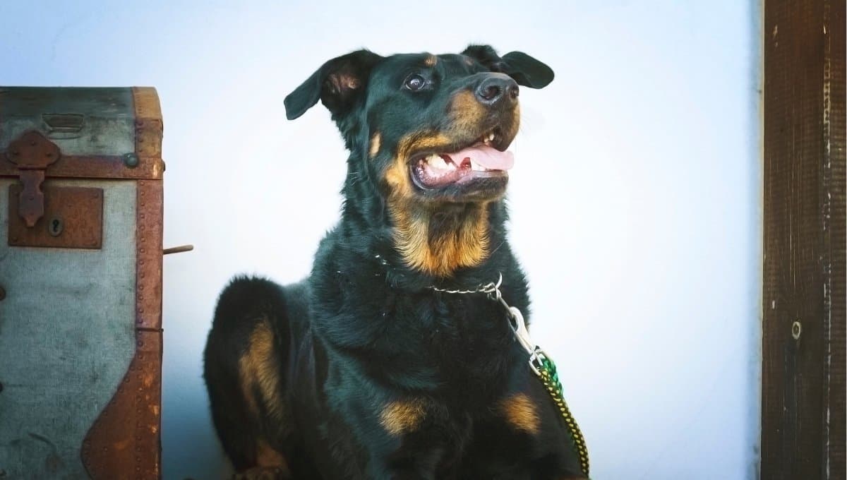 Perro salva la vida de una mujer que era atacada por su pareja