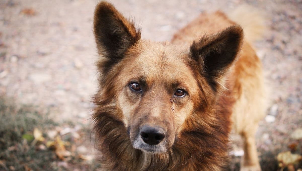 ¿Qué significa que los perros de la calle se me acerquen?