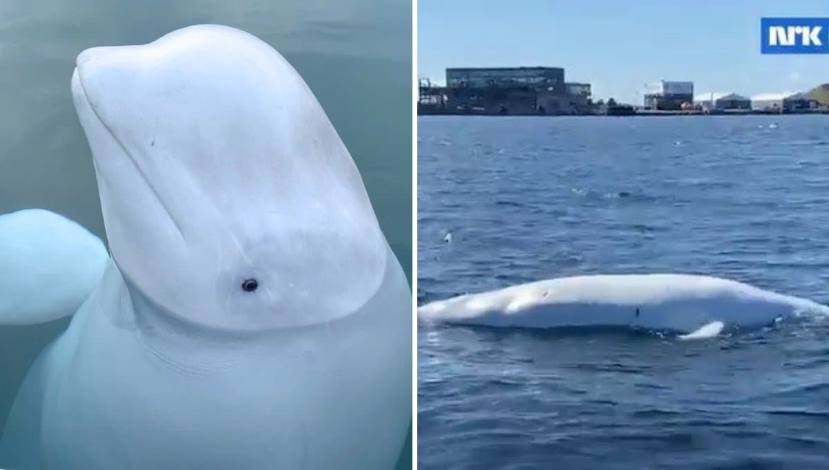 Así era la ballena "espía" rusa que fue encontrada muerta en el mar
