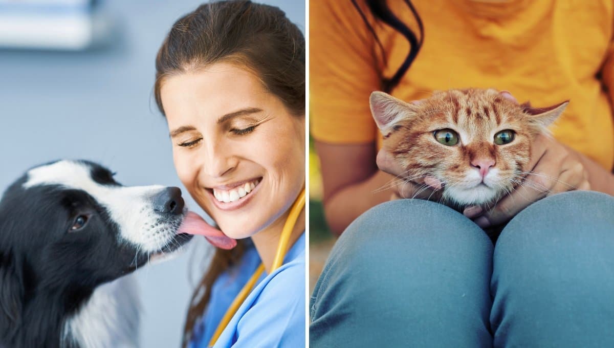 3 formas en las que tu perro o gato te demuestra que te quiere