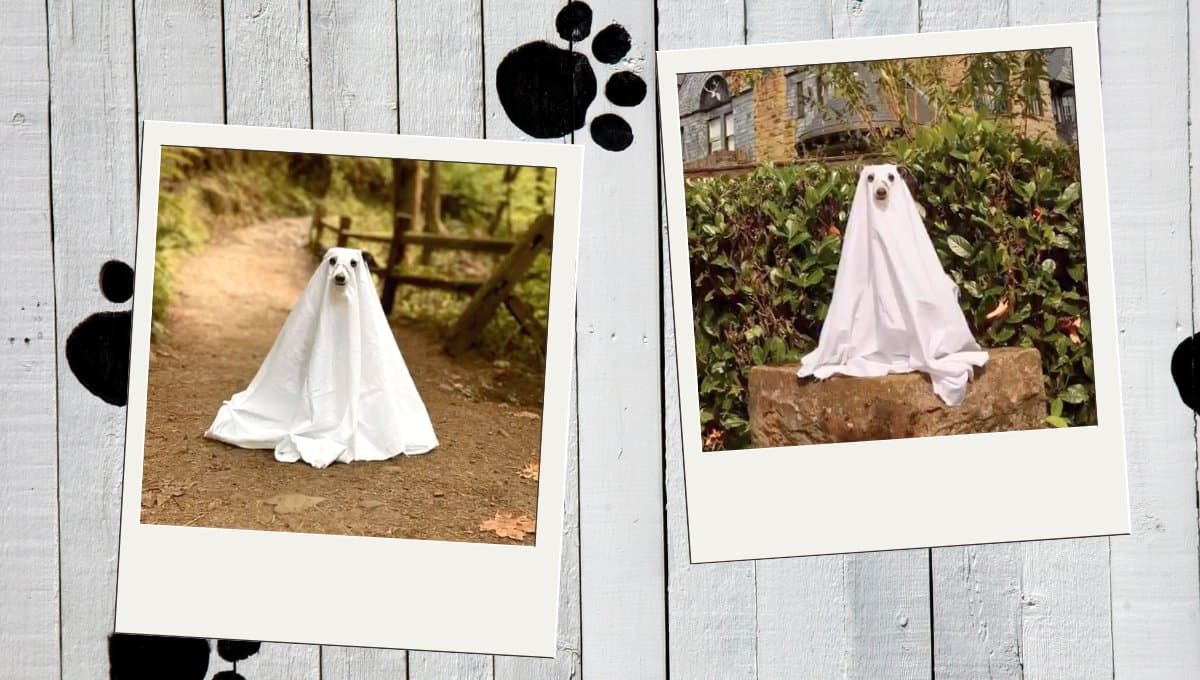 Perrito es disfrazado de fantasma y protagoniza sesión de fotos
