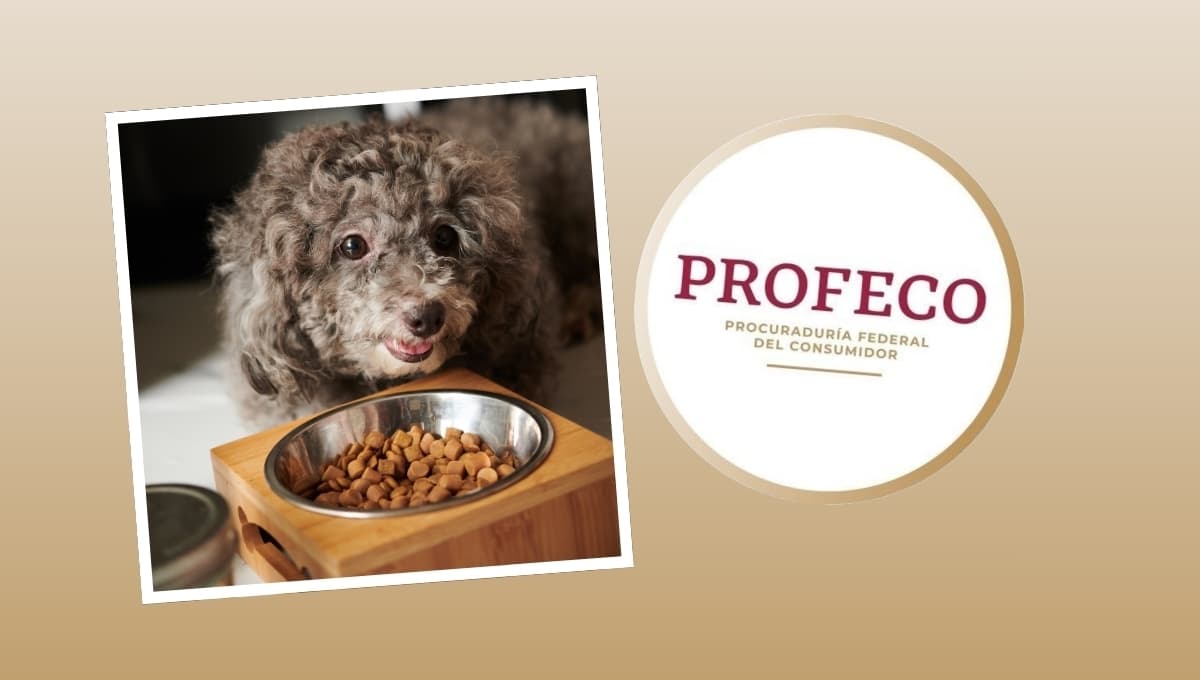Las peores croquetas para tu perro, según Profeco