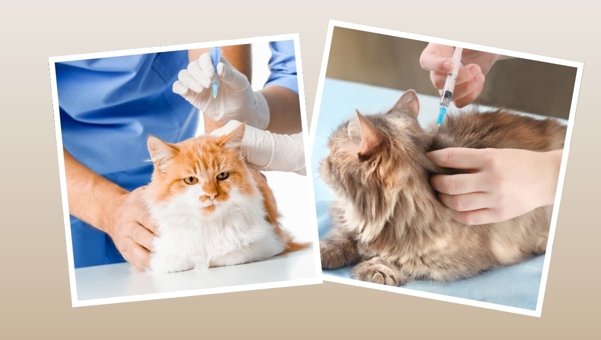 Las vacunas que necesita tu gato: calendario