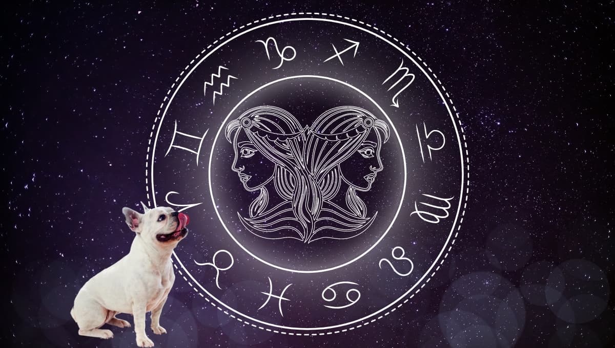Horóscopo de tu perro: Las predicciones para tu lomito hoy domingo 8 septiembre