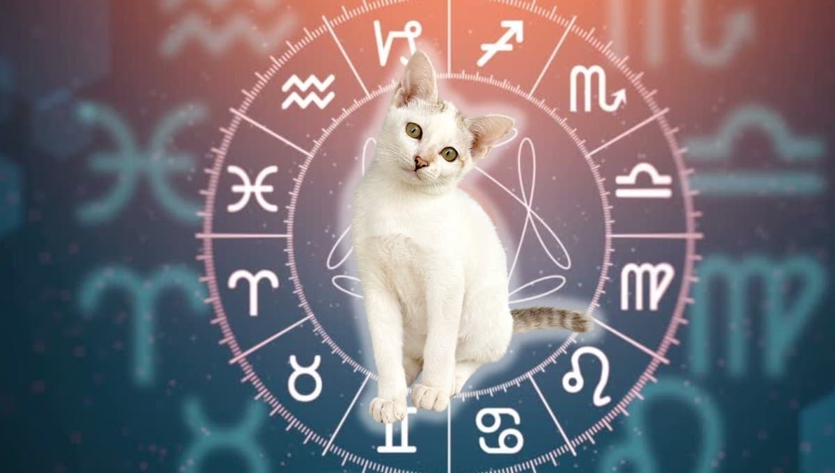 Horóscopo de tu gato: Las predicciones para tu michi hoy miércoles 4 septiembre