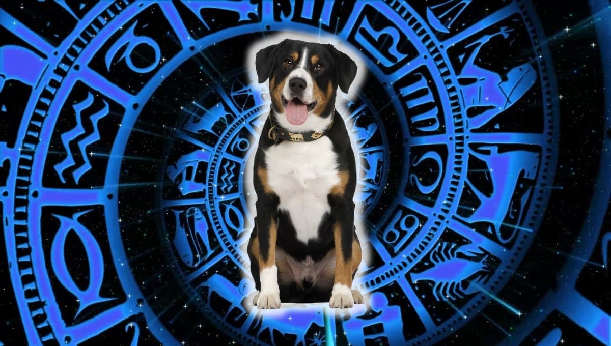 Horóscopo de tu perro: Las predicciones para tu lomito hoy miércoles 4 septiembre